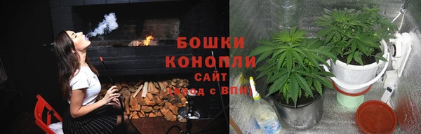 прущие грибы Алзамай